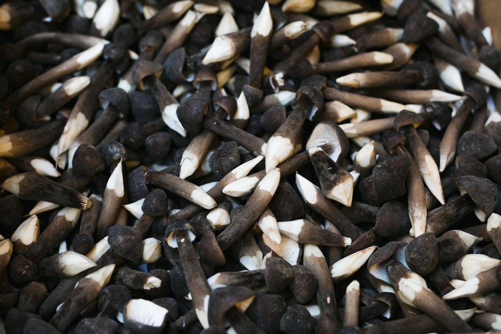sharpened mushroom pile