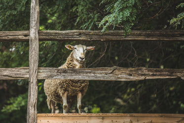 sheep by fence