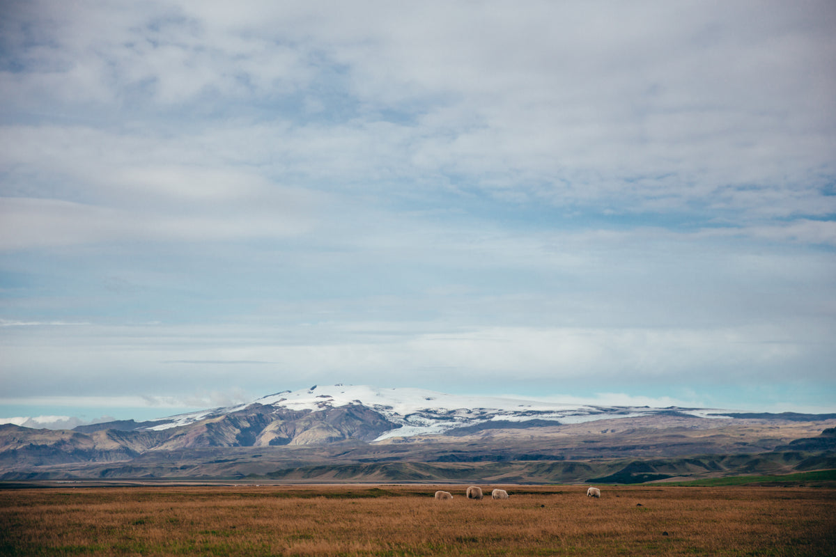 冰川附近的羊和田野
