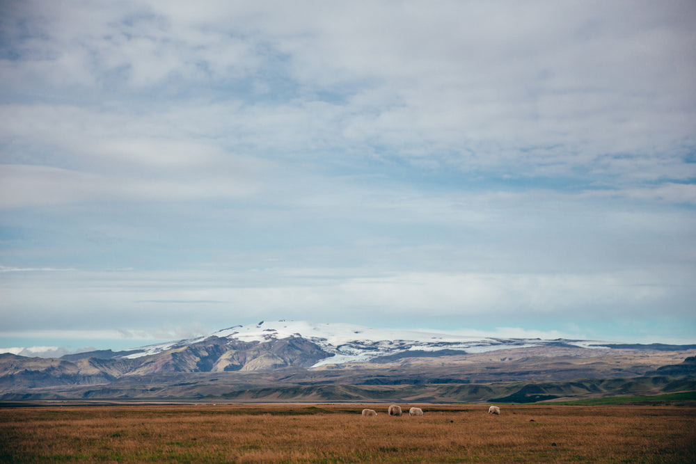 sheep & field near glacier