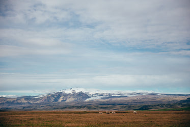 sheep & field near glacier