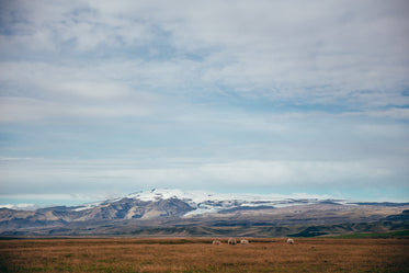 High Res Sheep & Field Near Glacier Picture — Free Images