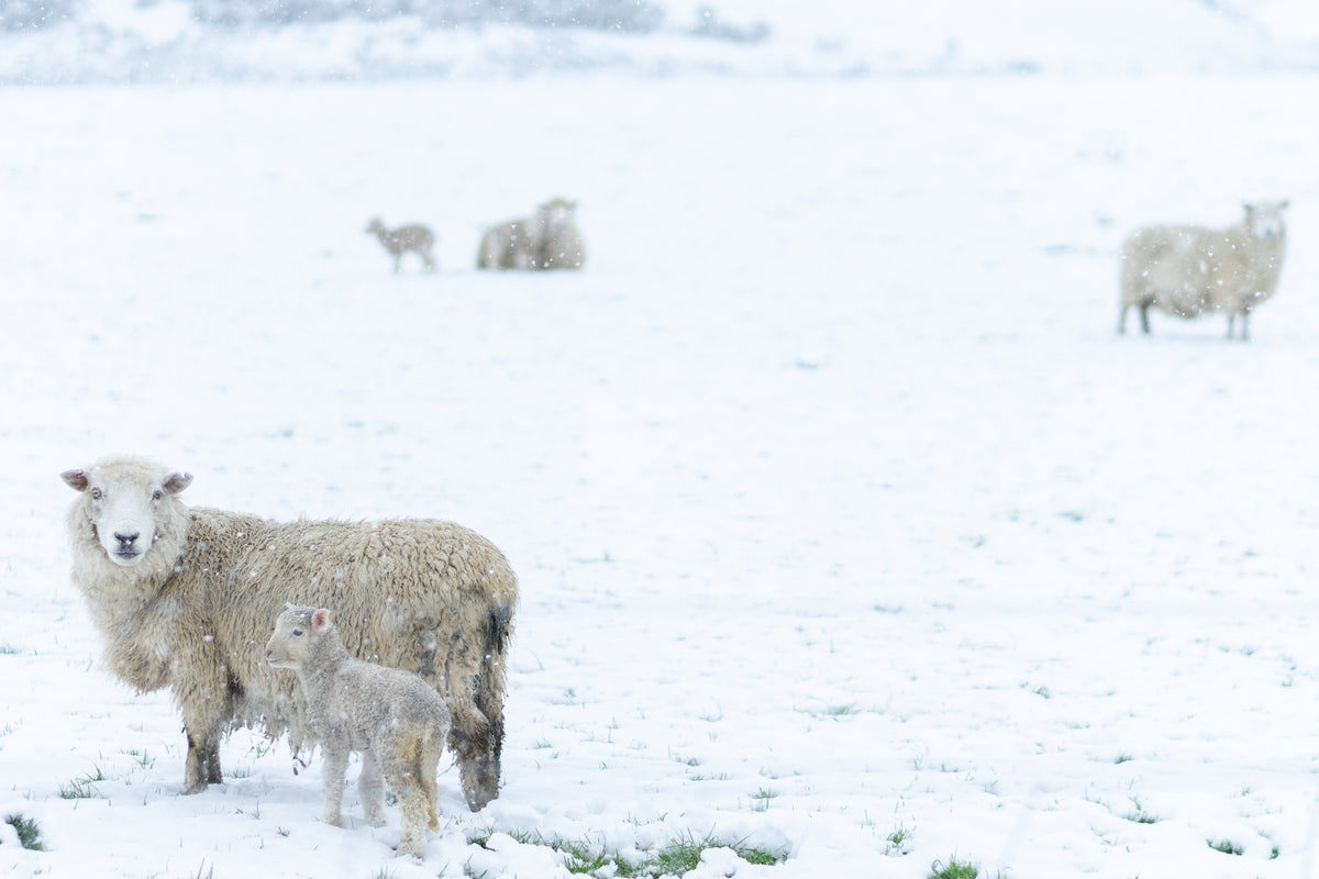 sheep guiding their young through the snow