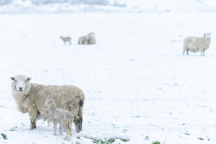 sheep-guiding-their-young-through-the-sn