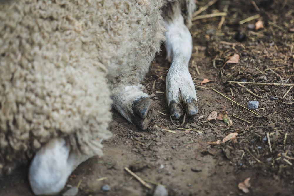 sheep hooves