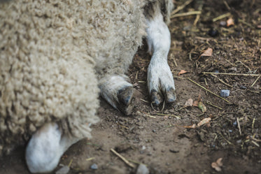 Free Stock Photo of Sheep Hooves — HD Images