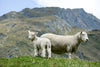 sheep on a grassy hillside