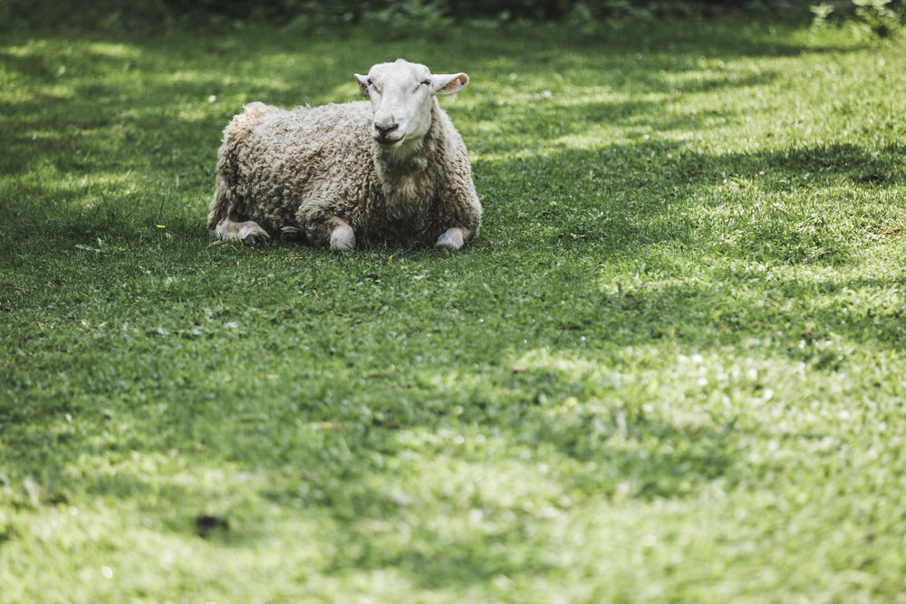 sheep on farm land