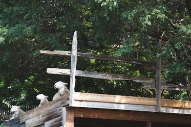 Free Sheep Rest In Barnyard Image: Browse 1000s of Pics