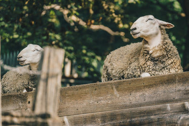 sheep resting