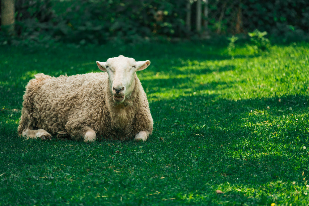 sheep talking