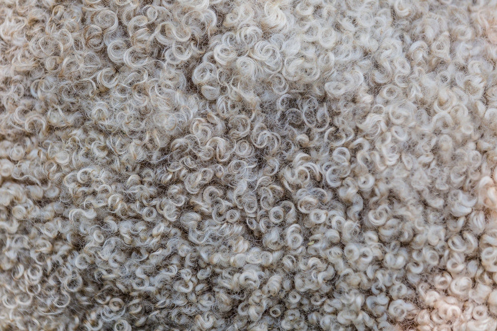 sheep wool texture