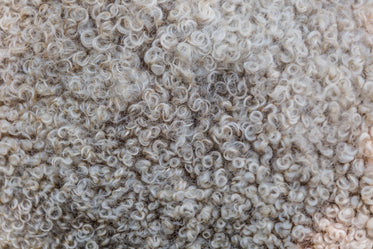 sheep wool texture