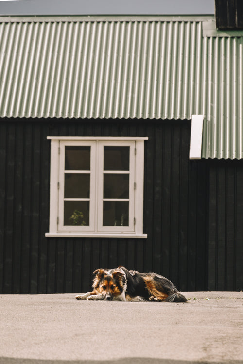 sheepdog resting in front of green metal shed