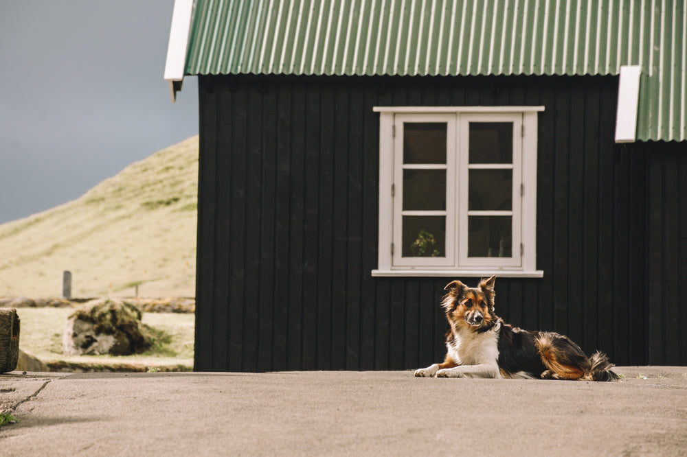 sheepdog resting near shed while watching flock