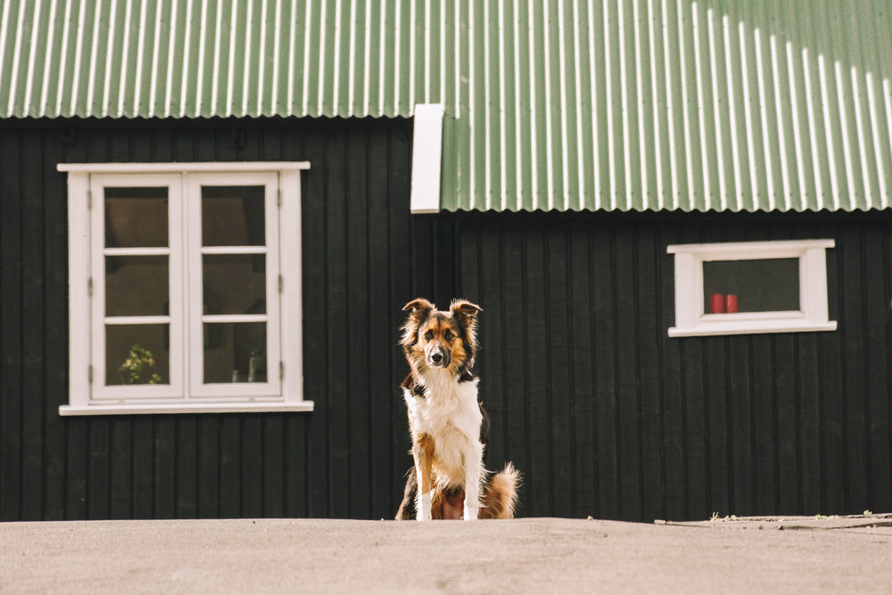 sheepdog sitting alert and at the ready near metal shed