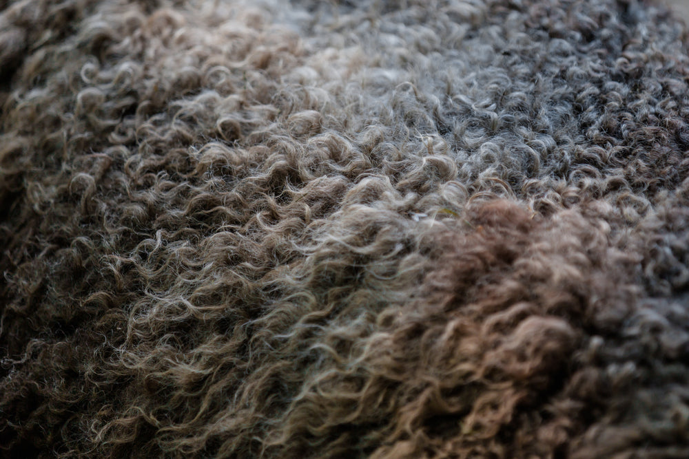 sheep's wool close up