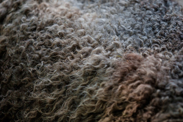 sheep's wool close up