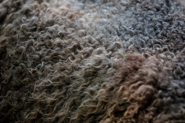 Picture of Sheep's Wool Close Up — Free Stock Photo