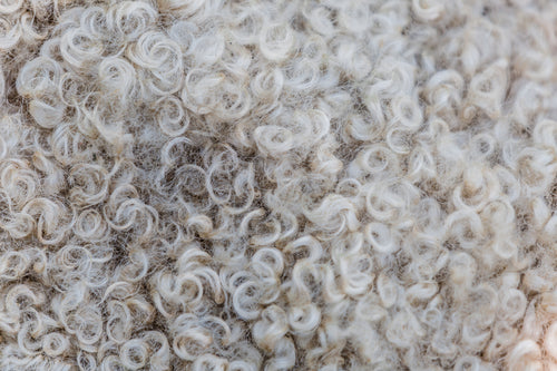 sheep's wool texture