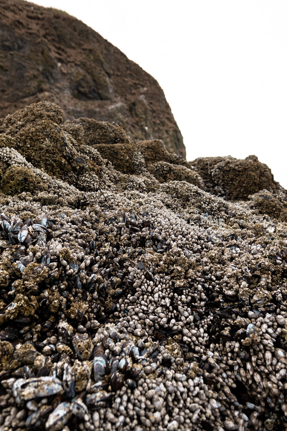 shellfish bed at low tide