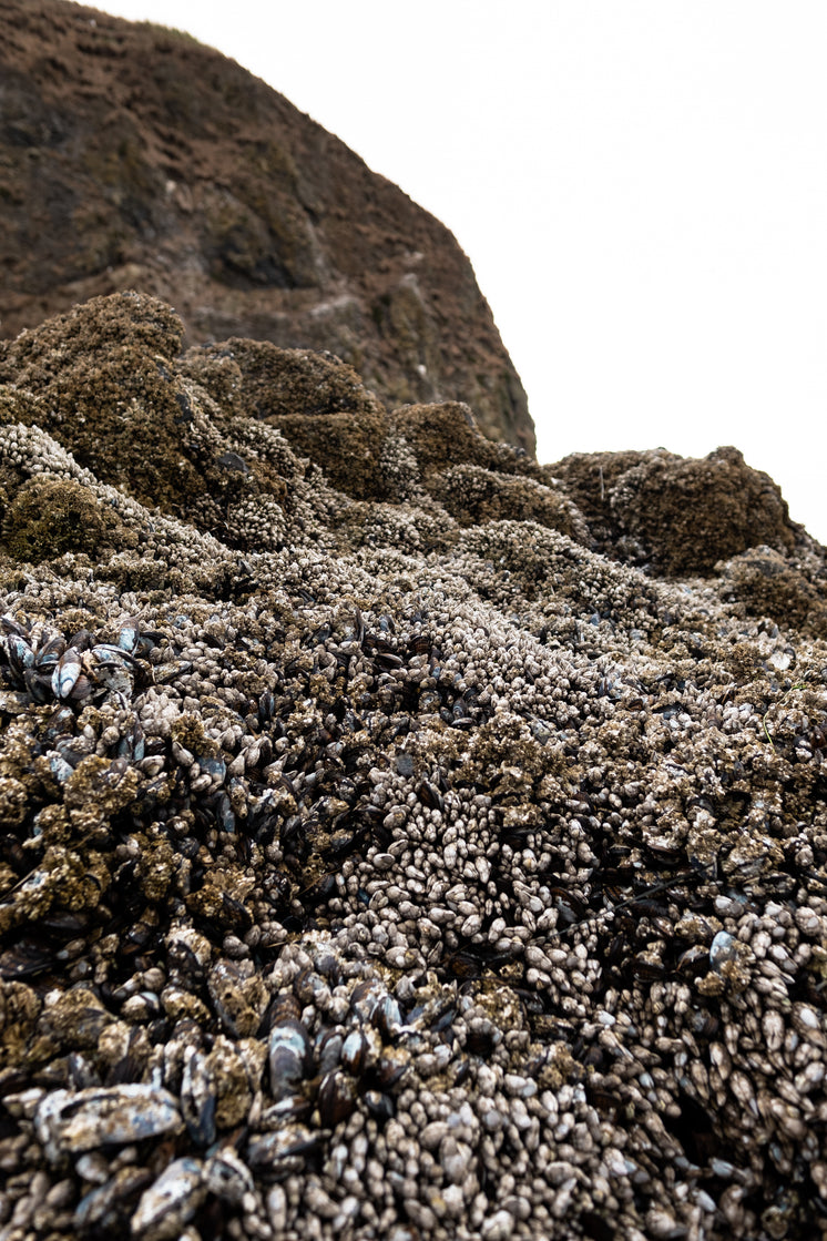 shellfish-bed-at-low-tide.jpg?width=746&