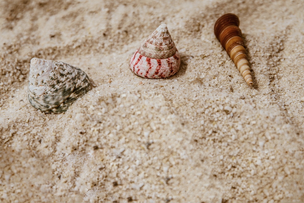 shells in sand