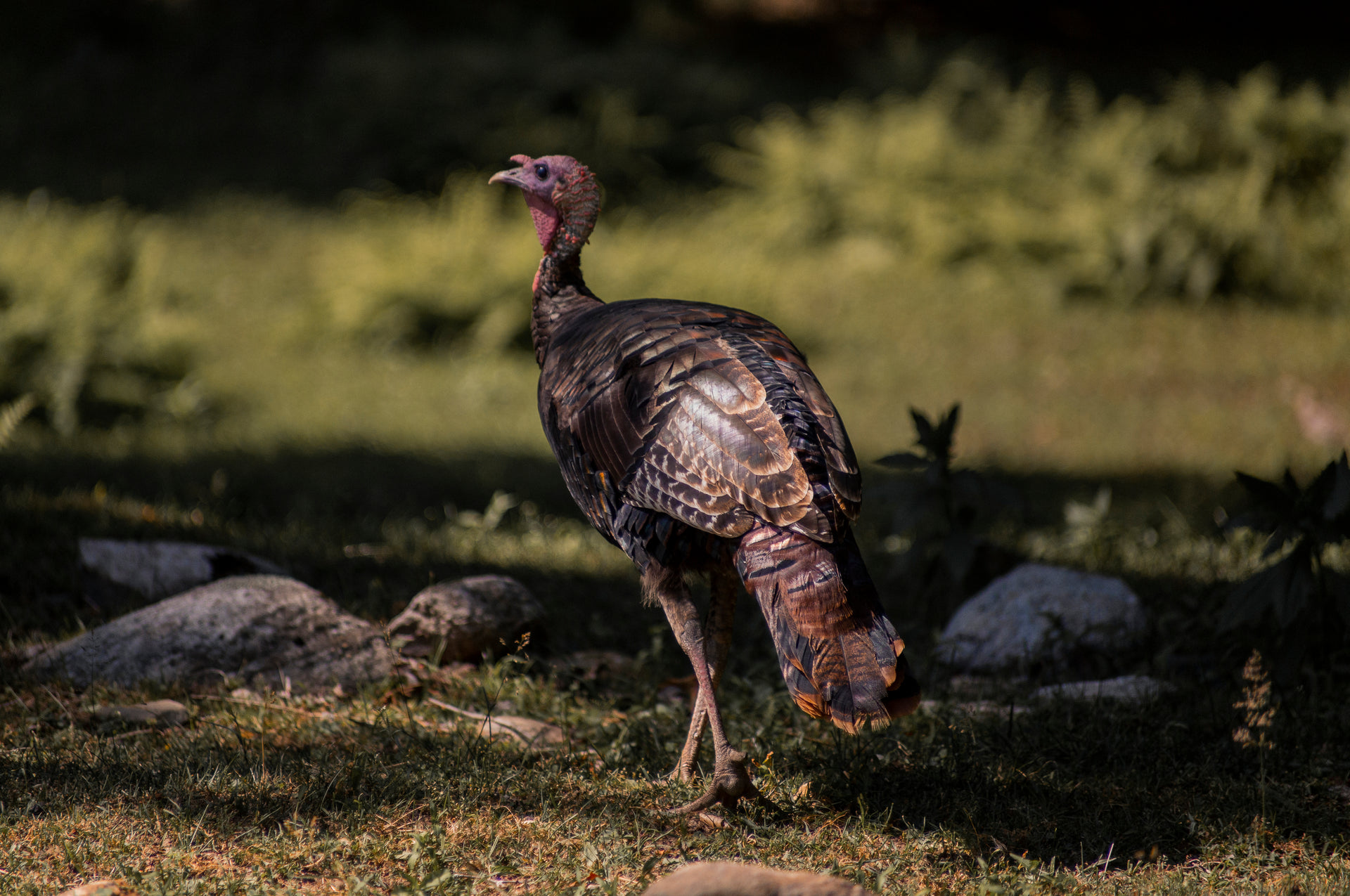 Great Grove Poultry