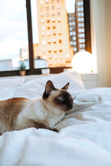 siamese cat laying in white bedding