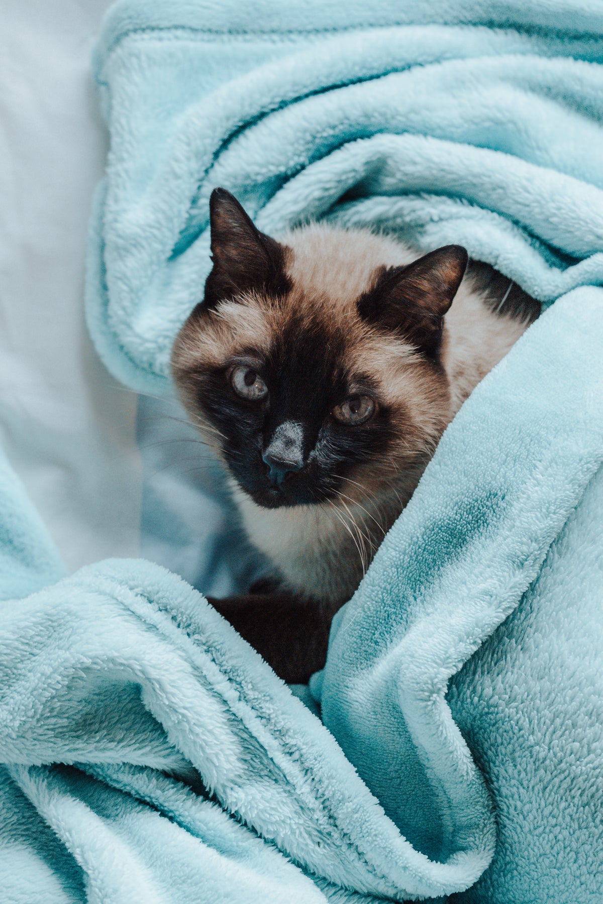 siamese cat wrapped in soft blue blanket looks up
