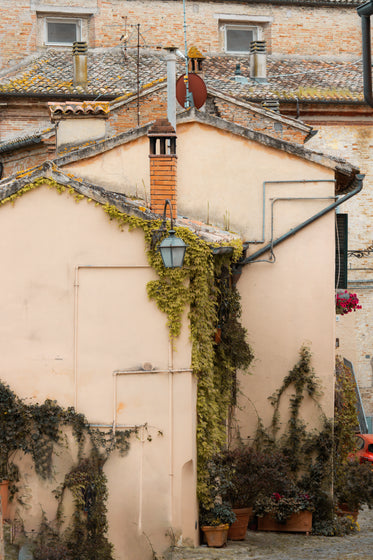 side of a buildings with vines growing over the side