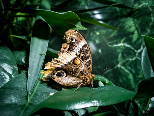 side profile of brown butterfly