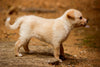 side view of a small blond puppy