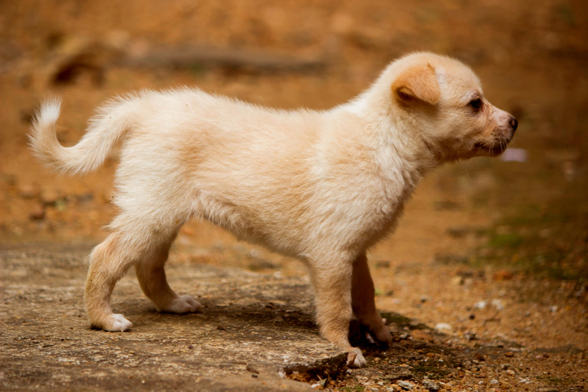side view of a small blond puppy