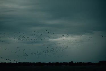 silhouetted birds fly in a open field