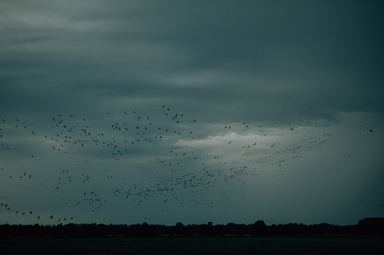Silhouetted Birds Fly In A Open Field