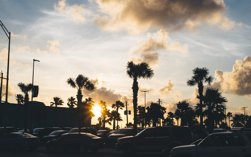 silhouetted palm trees in front of sunset