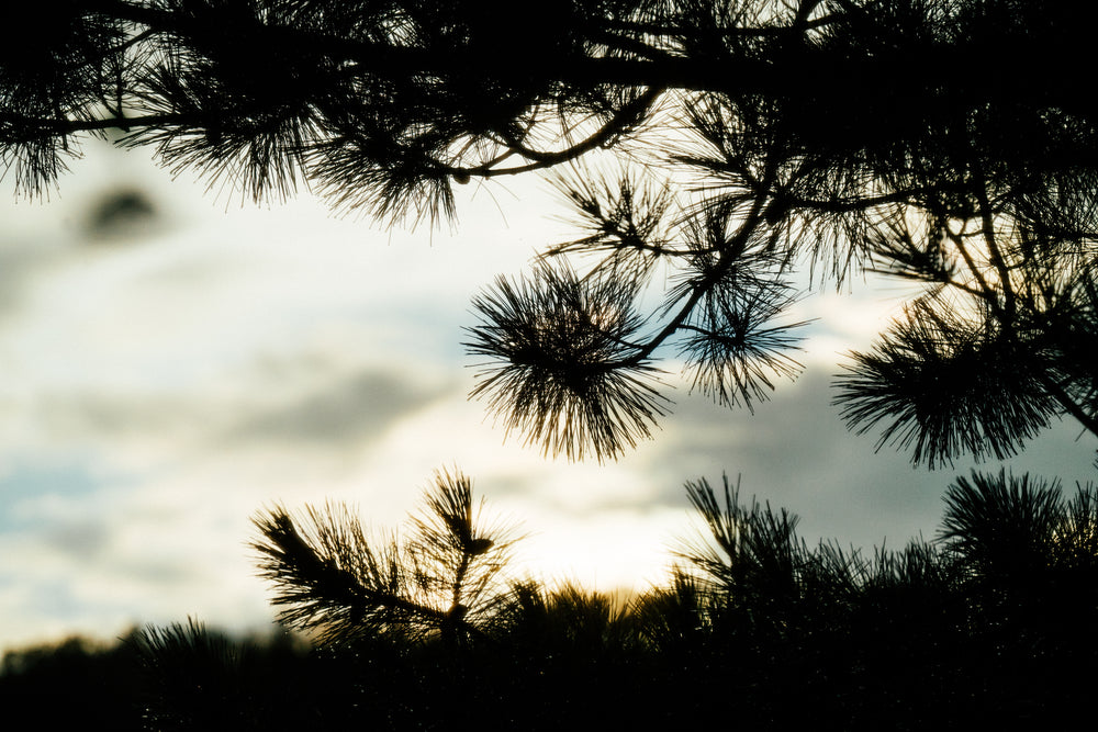 silhouetted pine tree