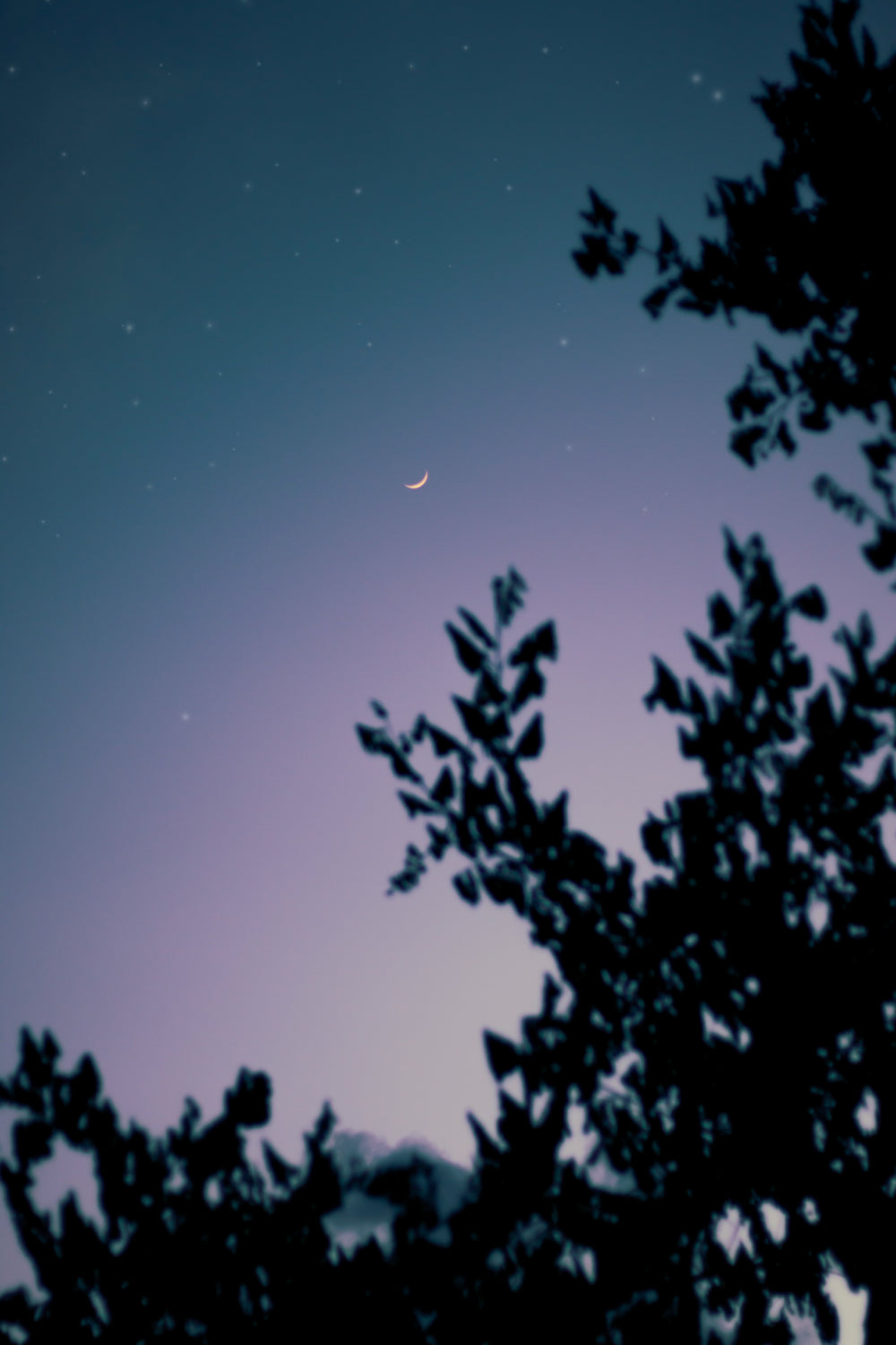 silhouetted trees frame a starry sky