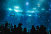 silhouettes in an aquarium