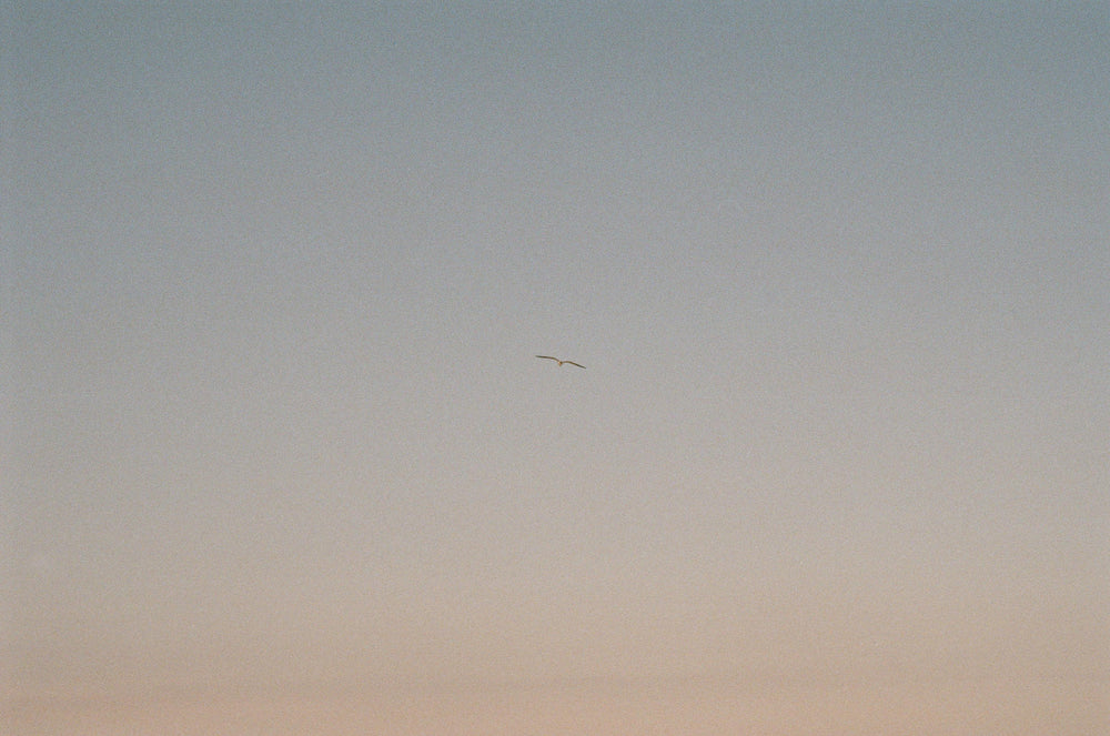 single bird in flight below blue and yellow sky