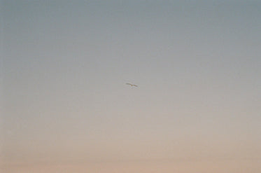 single bird in flight below blue and yellow sky