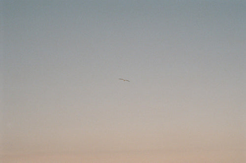 single bird in flight below blue and yellow sky