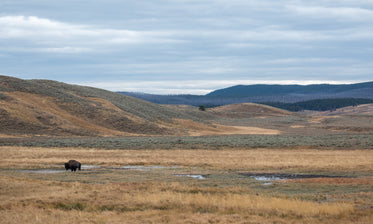 single bison goes for a walk