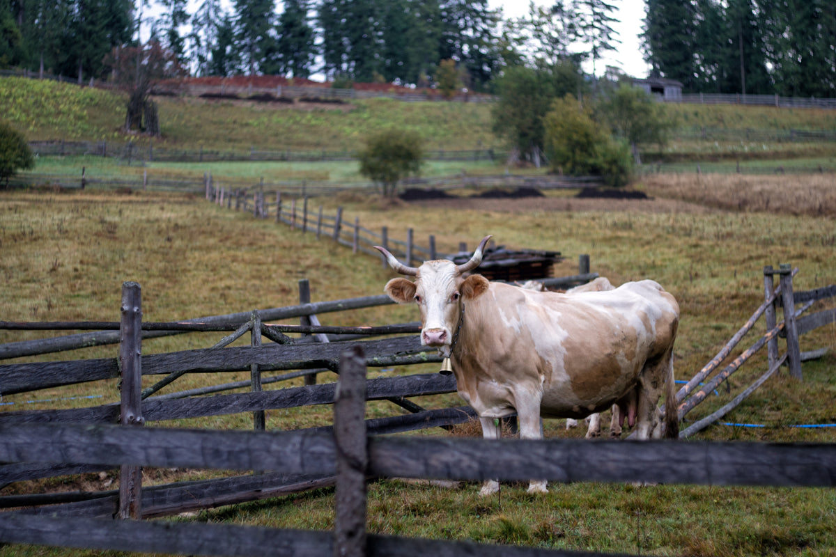 single cow greets their visitor