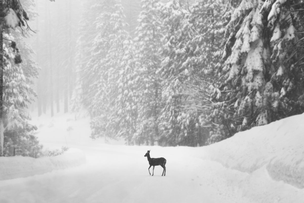 single deer on snow covered road