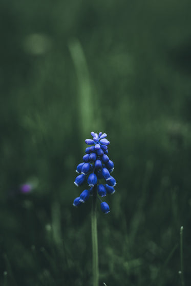 single grape hyacinth