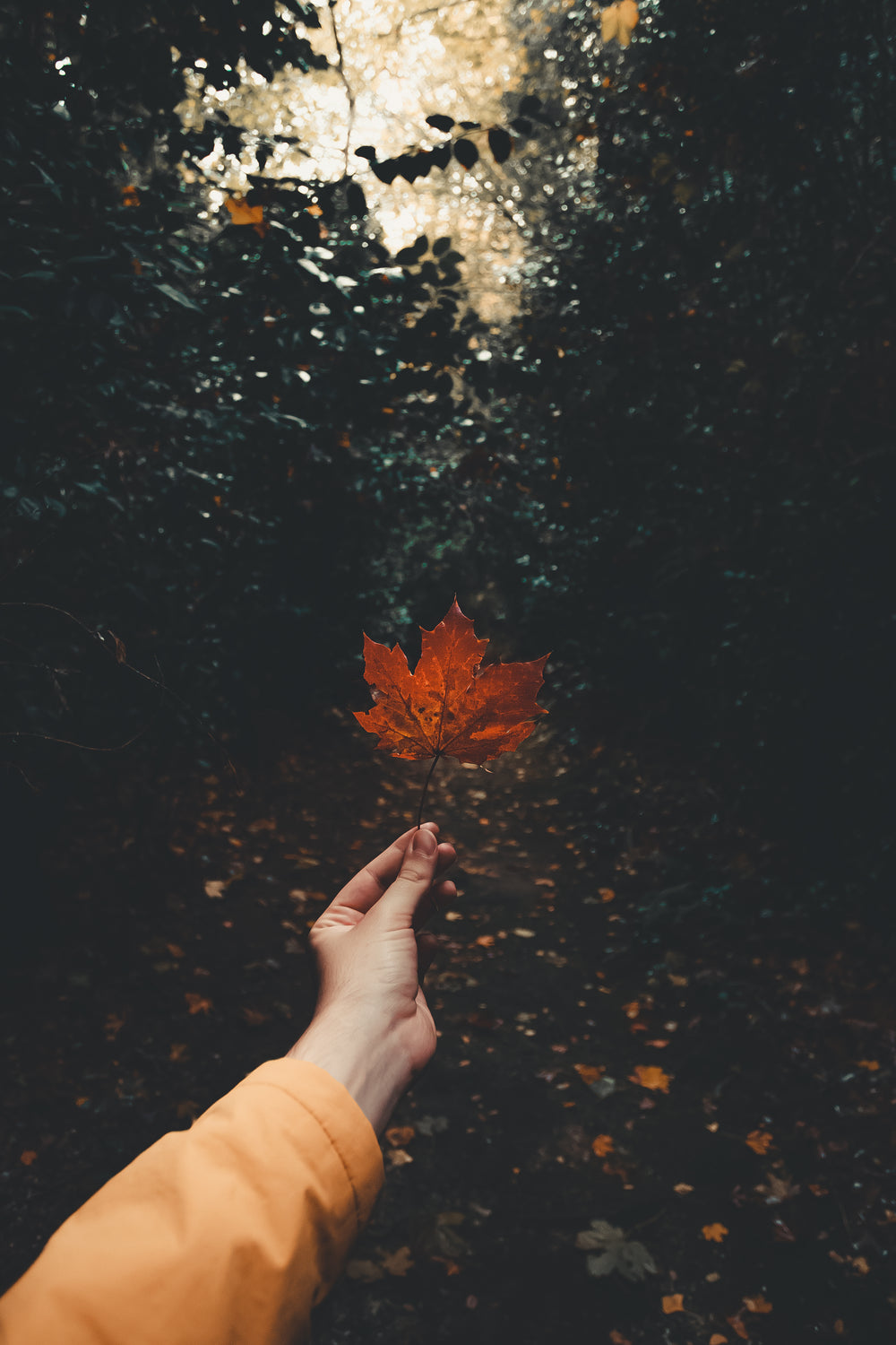 single orange maple leaf in hand