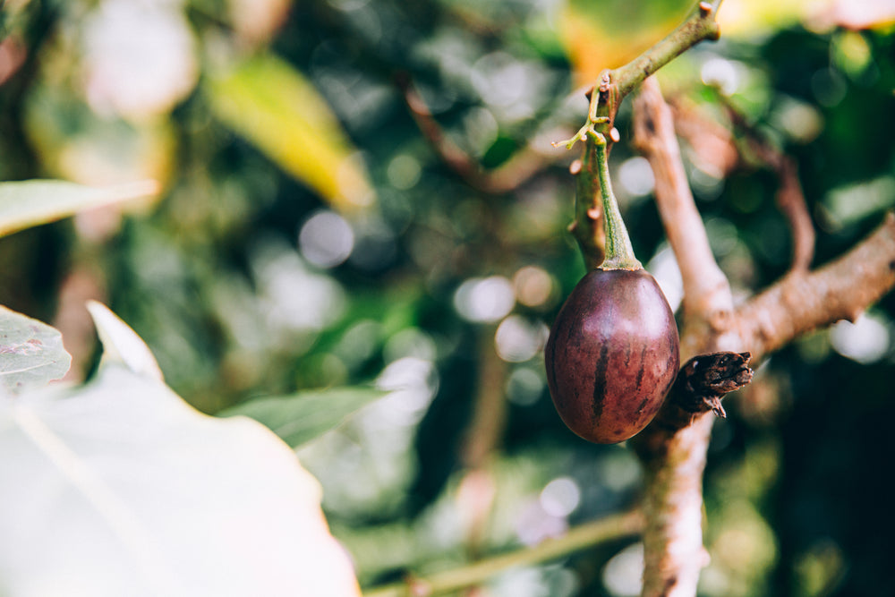 single piece of fruit hangs from tropical tree branch