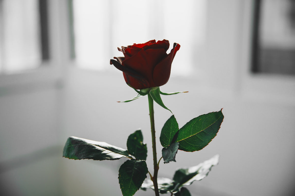 single red rose in white light